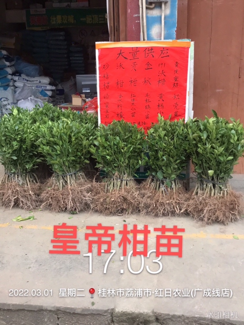 大量供应优质皇帝贡柑苗(贡柑苗)根系发达.苗杆粗