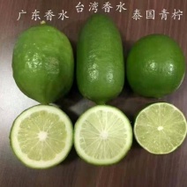 无籽青柠檬嫁接苗新品种盆栽庭院种植南北方可种植