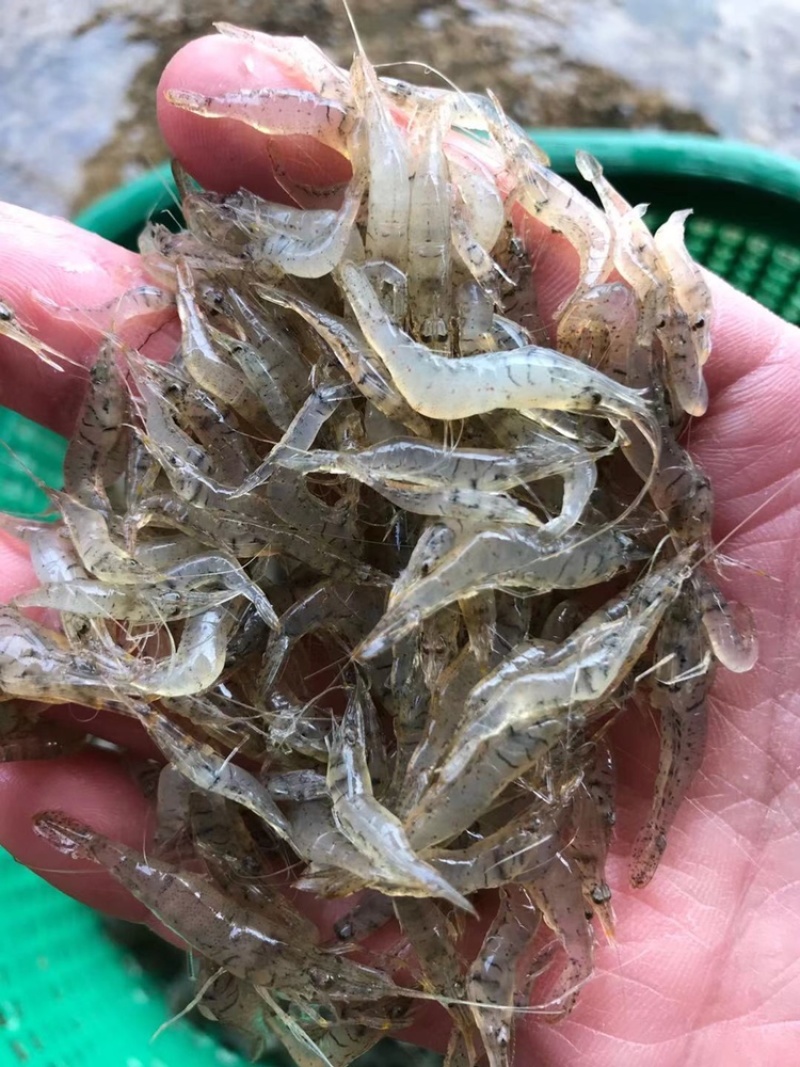 广东潮汕小河虾小土虾新鲜冷冻当天捕捞小白虾