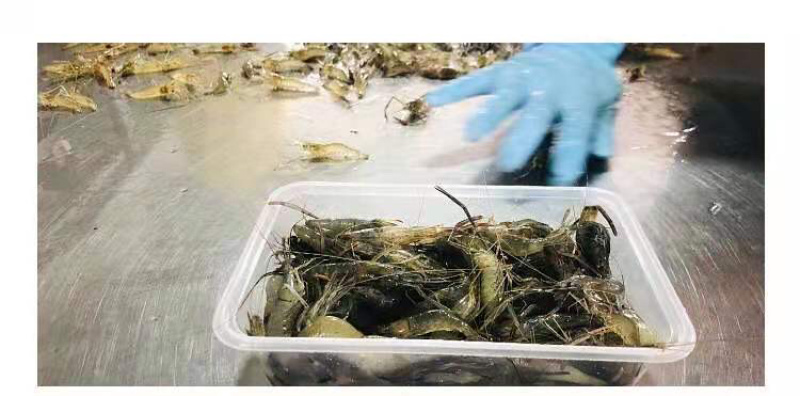 广东潮汕小河虾小土虾新鲜冷冻当天捕捞小白虾