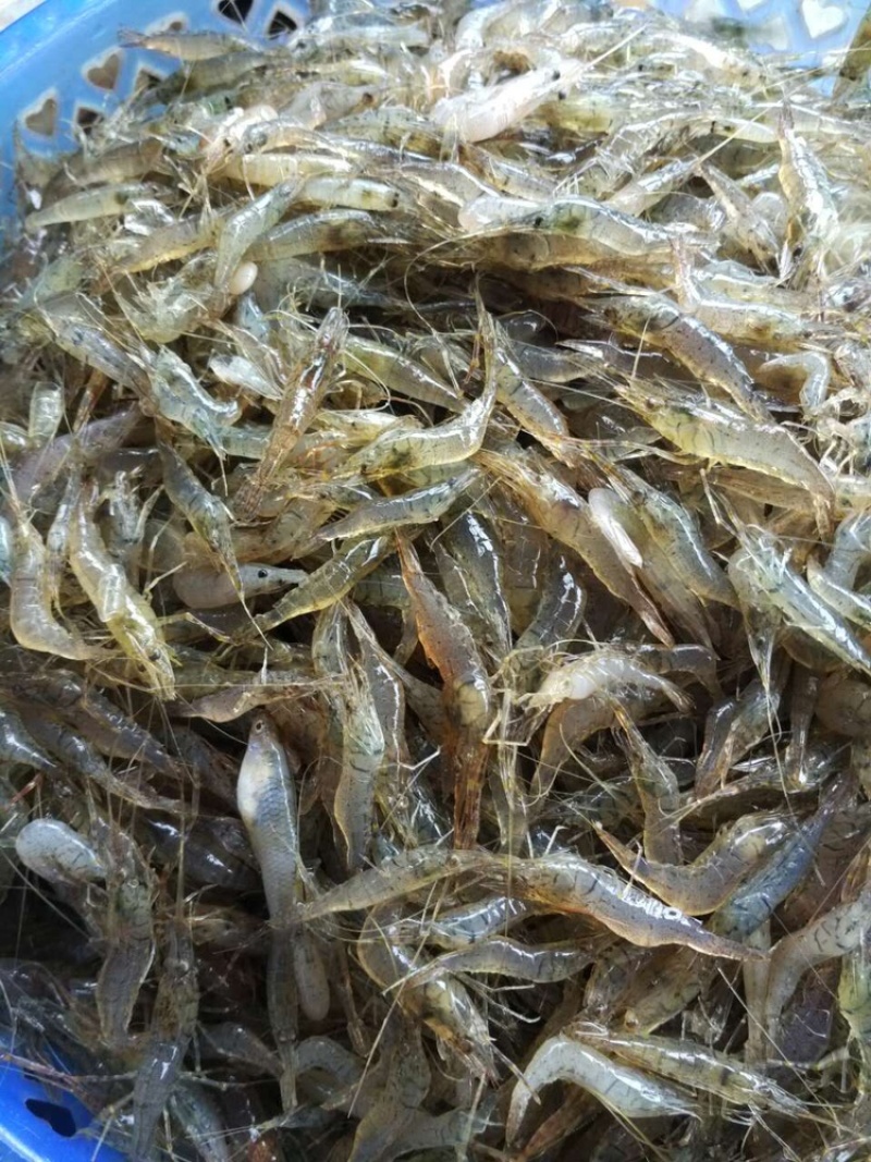 广东潮汕小河虾小土虾新鲜冷冻当天捕捞小白虾