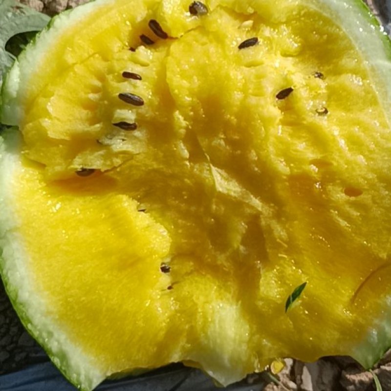 特小凤