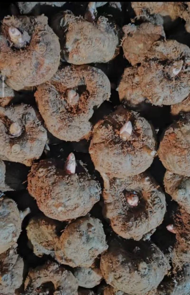 精品魔芋粉，产地直供，***，包邮到家。