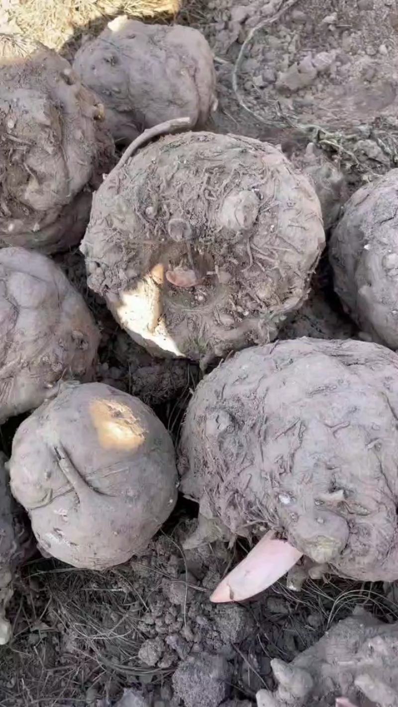 精品魔芋粉，产地直供，***，包邮到家。