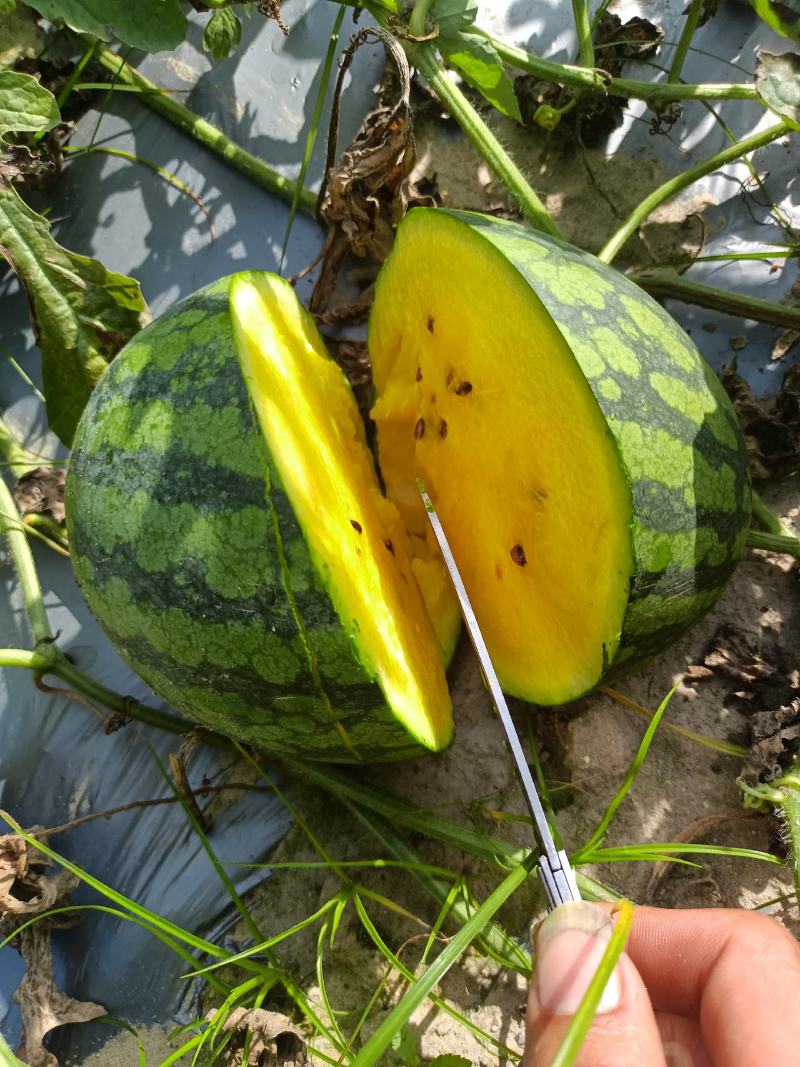 特小凤