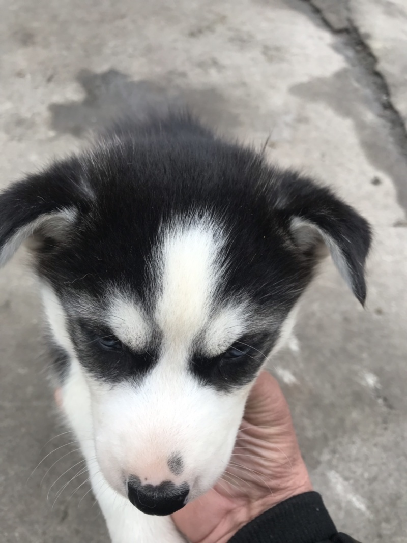 纯种哈士奇幼犬，又名二哈！外观可爱！长得像狼！纯种！