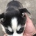纯种哈士奇幼犬，又名二哈！外观可爱！长得像狼！纯种！