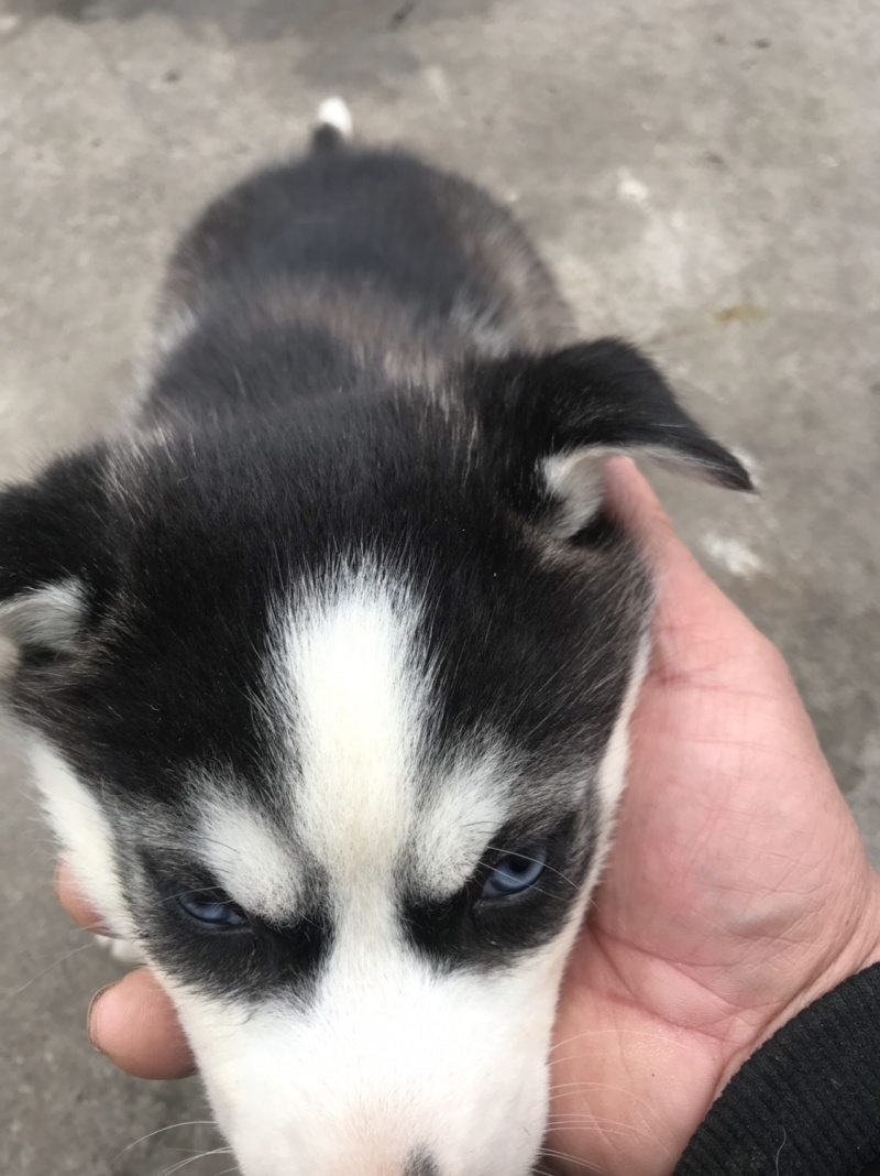 纯种哈士奇幼犬，又名二哈！外观可爱！长得像狼！纯种！