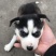 纯种哈士奇幼犬，又名二哈！外观可爱！长得像狼！纯种！