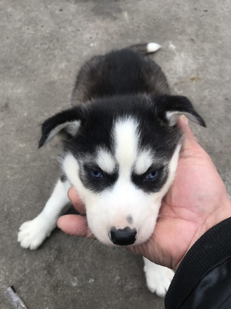 纯种哈士奇幼犬，又名二哈！外观可爱！长得像狼！纯种！