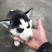 纯种哈士奇幼犬，又名二哈！外观可爱！长得像狼！纯种！