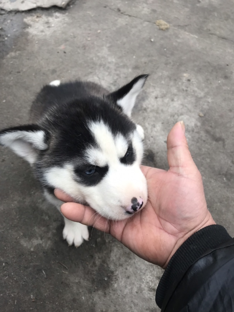 纯种哈士奇幼犬，又名二哈！外观可爱！长得像狼！纯种！