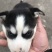 纯种哈士奇幼犬，又名二哈！外观可爱！长得像狼！纯种！