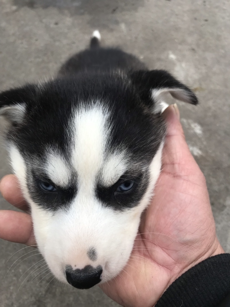 纯种哈士奇幼犬，又名二哈！外观可爱！长得像狼！纯种！