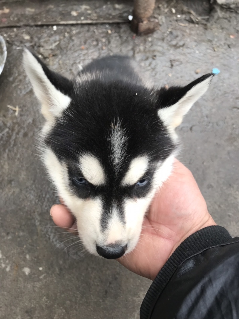 纯种哈士奇幼犬，又名二哈！外观可爱！长得像狼！纯种！