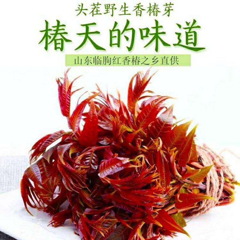 香椿芽初春嫩芽农家古法腌制香椿芽下饭酱菜美味爽口