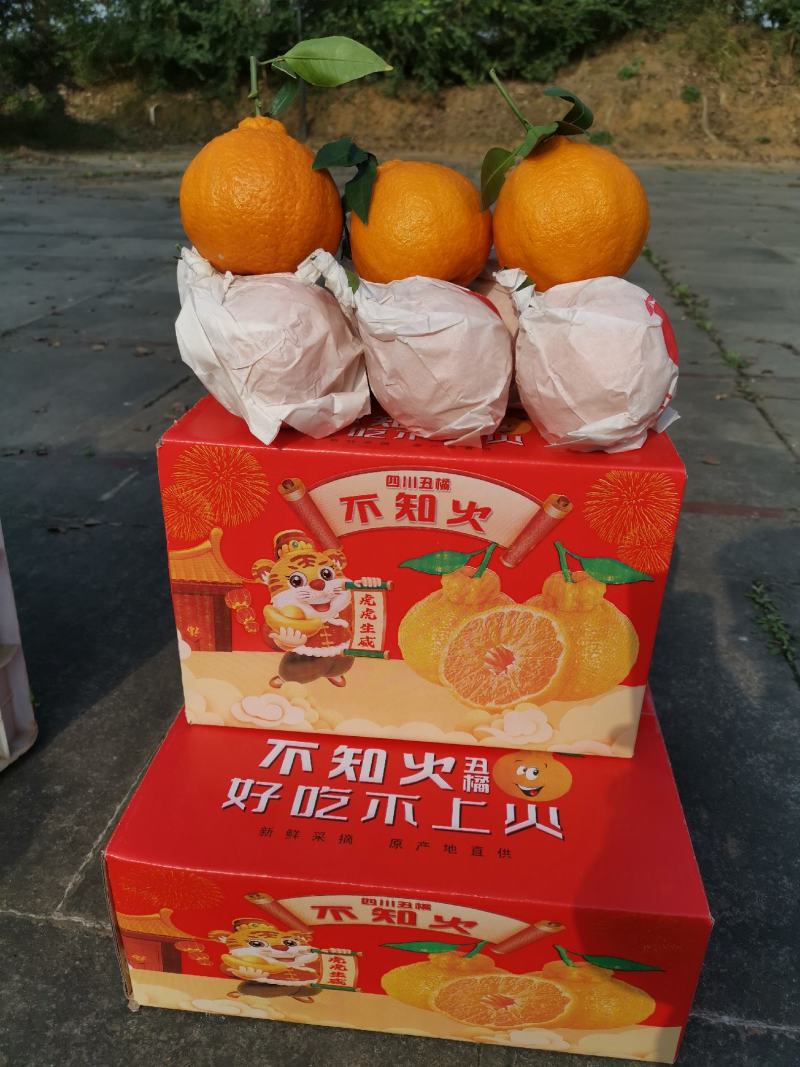 正宗眉山丹棱丑橘不知火上市啦【全国一件代发】诚招微电商