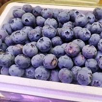 H5甜脆新品大蓝莓产地丹东新鲜采摘对接商超