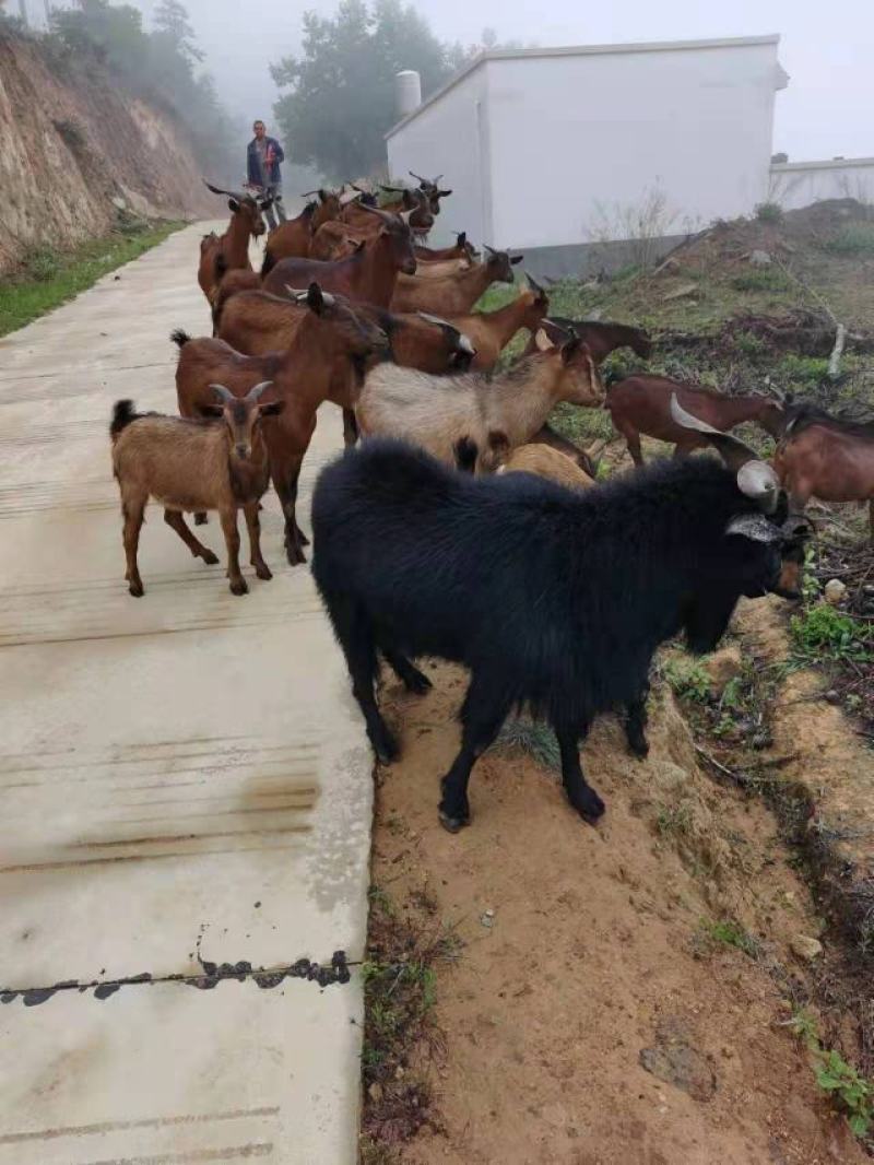 大耳，中耳，小耳，黑山羊黄山羊，黄山羊，南江黄羊，麻羊