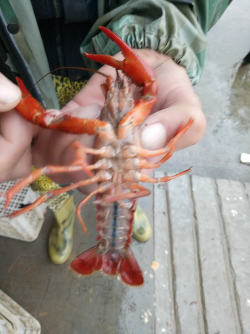 潜江小龙虾，底板干净肉质饱满，口感Q弹，以质量求生存