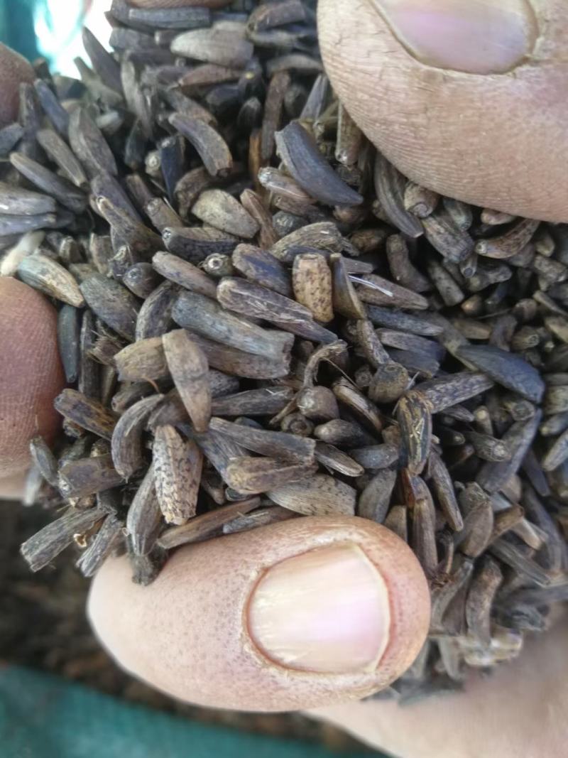 云南中药材产地大量现货开售木香种子种苗保证百分之80%以
