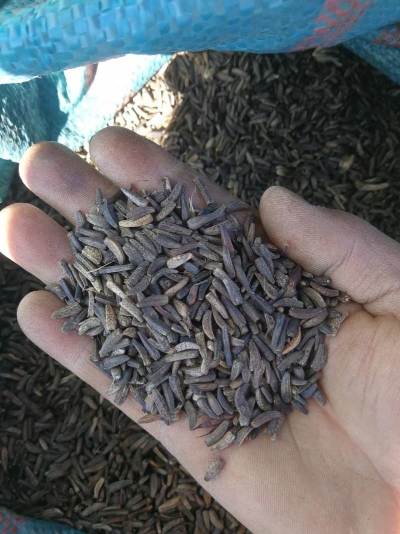 云南中药材产地大量现货开售木香种子种苗保证百分之80%以