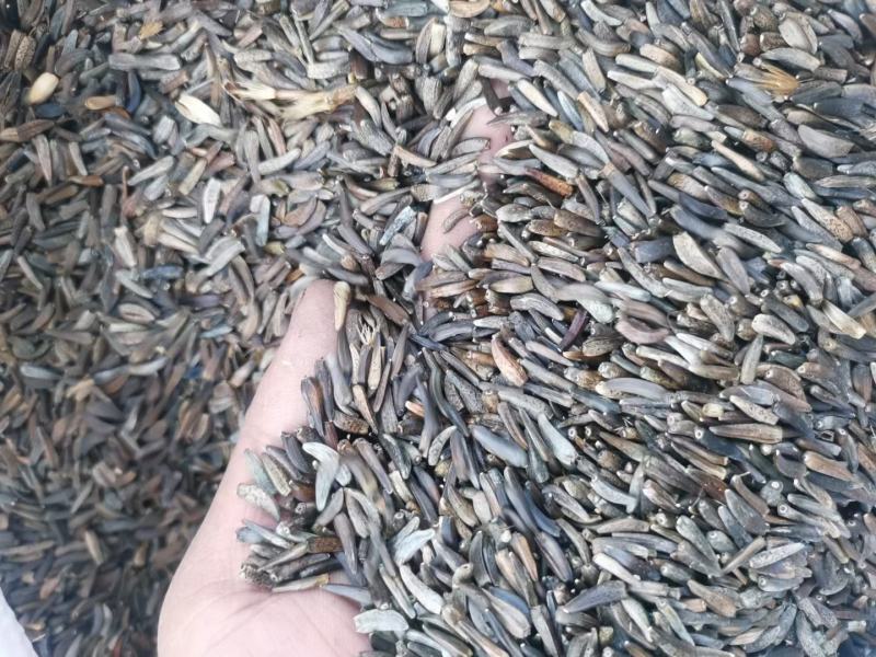 云南中药材产地大量现货开售木香种子种苗保证百分之80%以