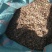 云南中药材产地大量现货开售木香种子种苗保证百分之80%以
