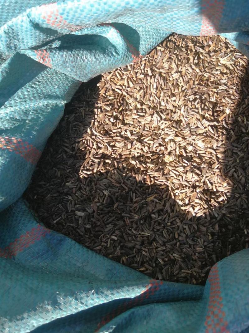 云南中药材产地大量现货开售木香种子种苗保证百分之80%以