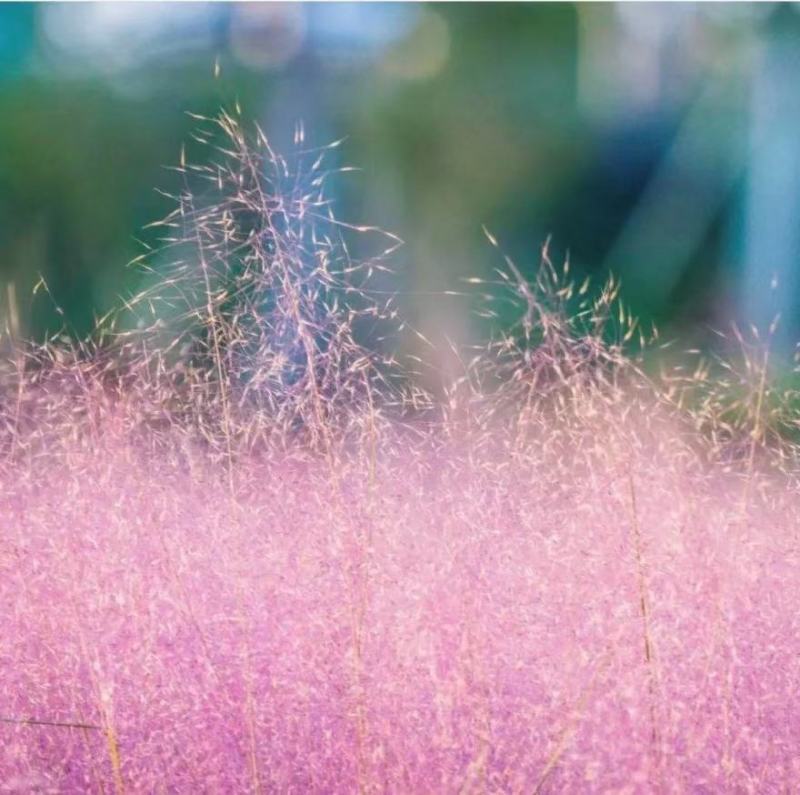 粉黛乱子草花期9-11月基地大量供应诚信经营