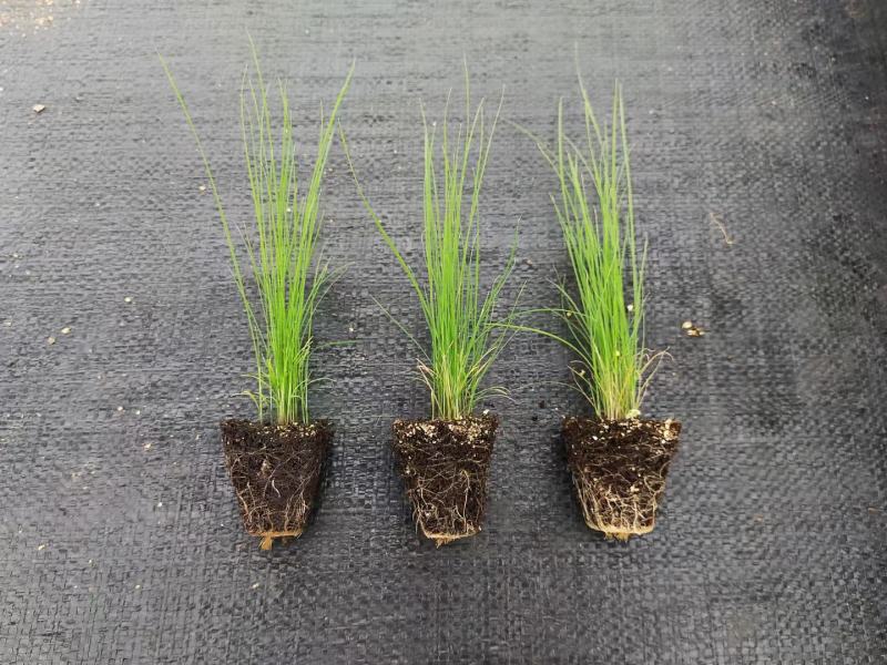 粉黛乱子草花期9-11月基地大量供应诚信经营
