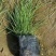 粉黛乱子草花期9-11月基地大量供应诚信经营