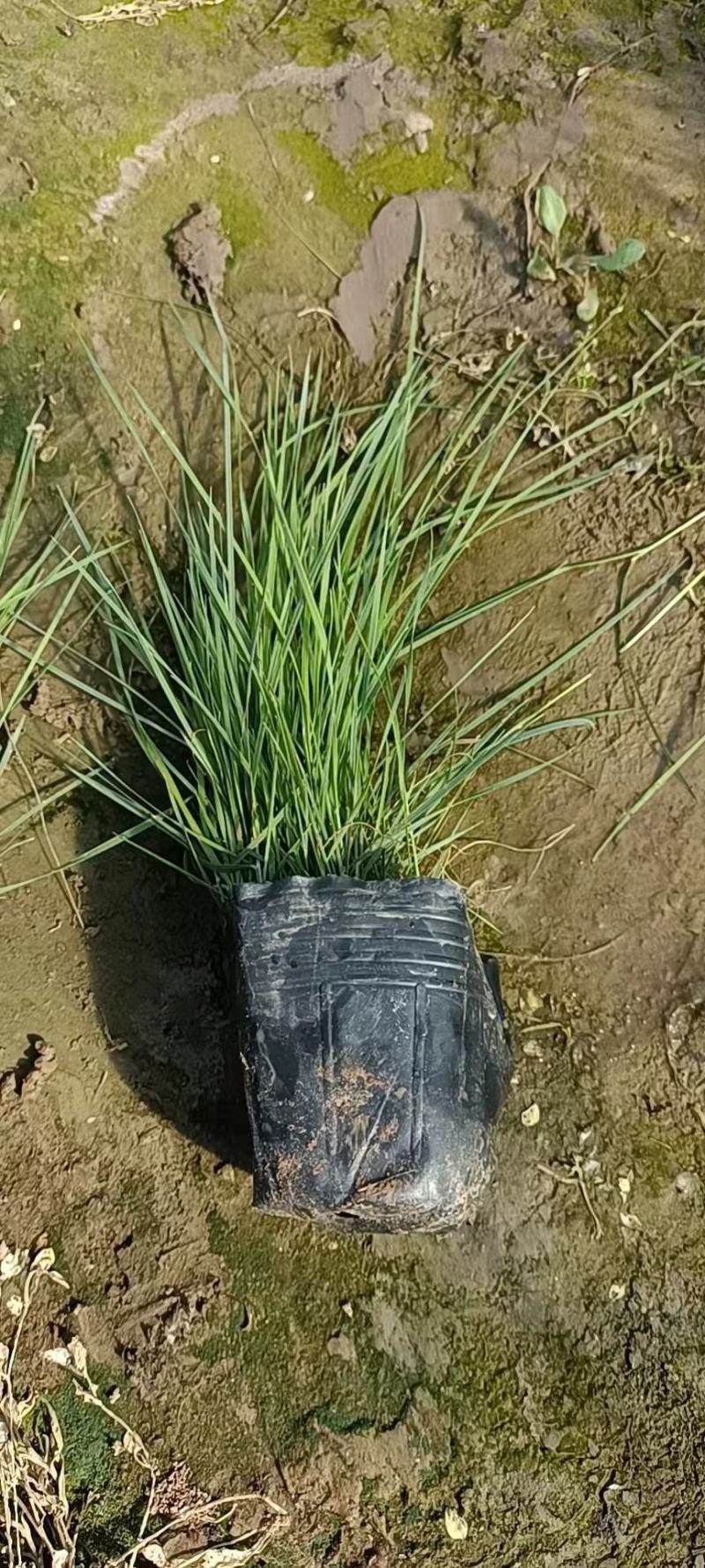 粉黛乱子草花期9-11月基地大量供应诚信经营
