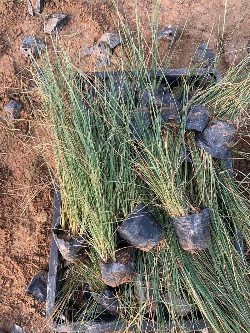 粉黛乱子草花期9-11月基地大量供应诚信经营