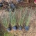 粉黛乱子草花期9-11月基地大量供应诚信经营