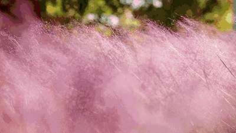 粉黛乱子草花期9-11月基地大量供应诚信经营