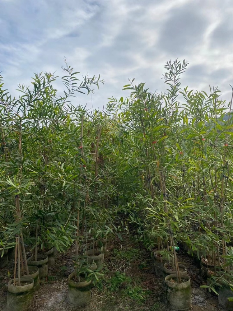 台湾相思树苗复绿专用矿山复绿造林苗20-3米高