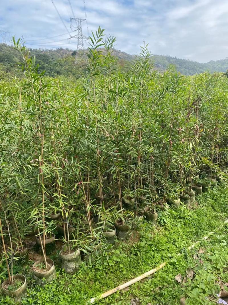 台湾相思树苗复绿专用矿山复绿造林苗20-3米高