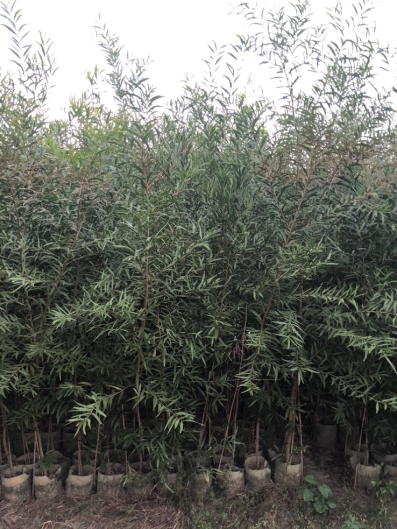 台湾相思树苗复绿专用矿山复绿造林苗20-3米高