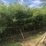 台湾相思树苗复绿专用矿山复绿造林苗20-3米高
