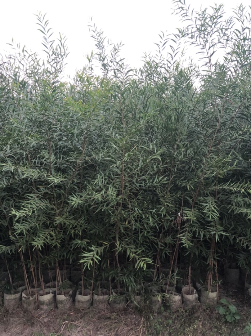 台湾相思树苗复绿专用矿山复绿造林苗20-3米高