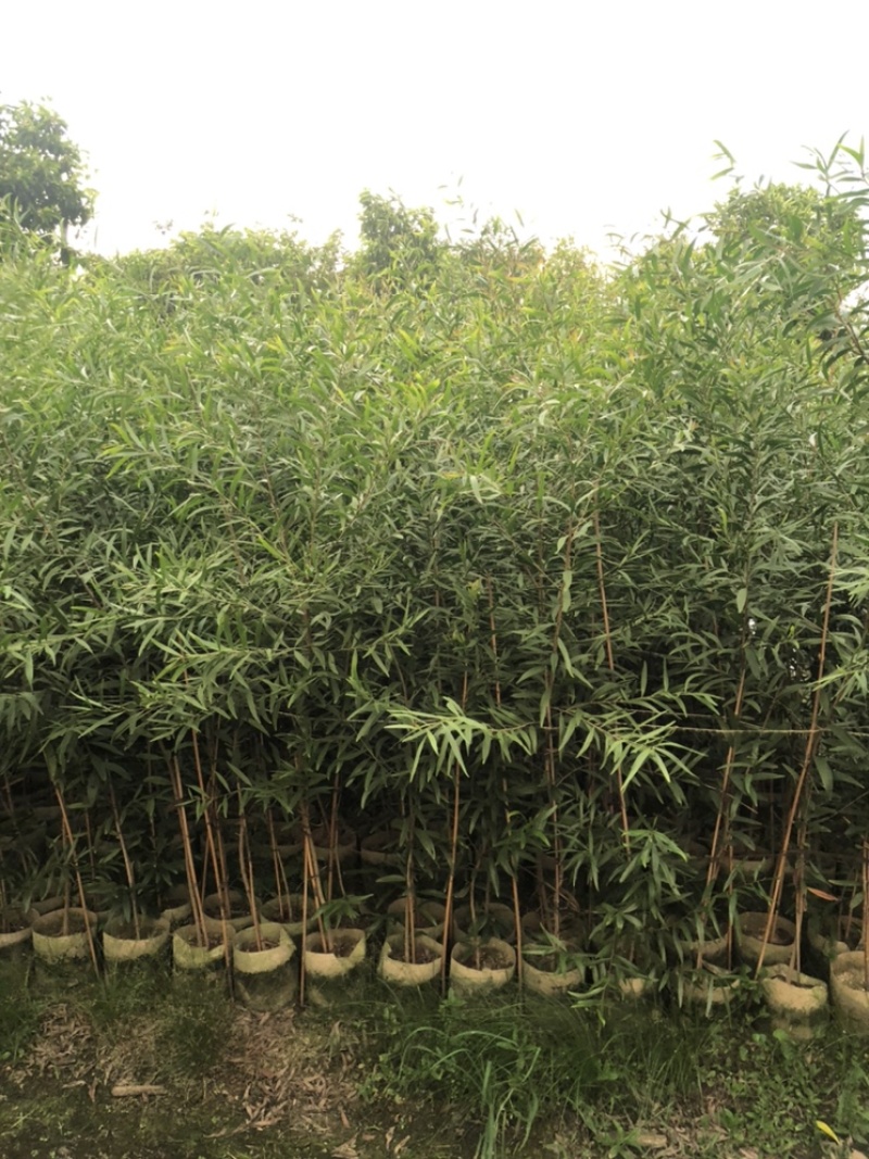 台湾相思树苗复绿专用矿山复绿造林苗20-3米高