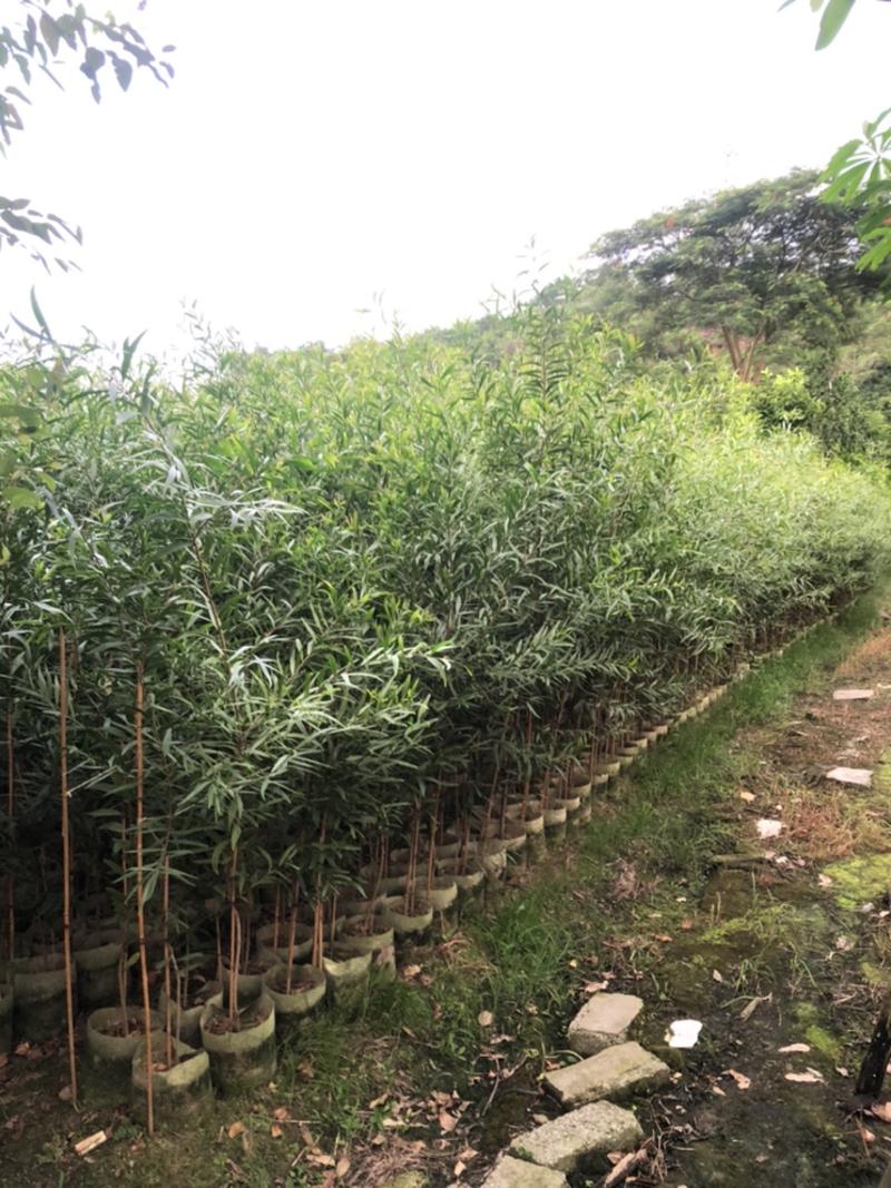 台湾相思树苗复绿专用矿山复绿造林苗20-3米高