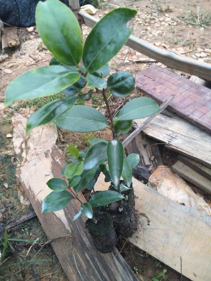 红花油茶苗浙江系列红花油茶轻质杯苗嫁接苗