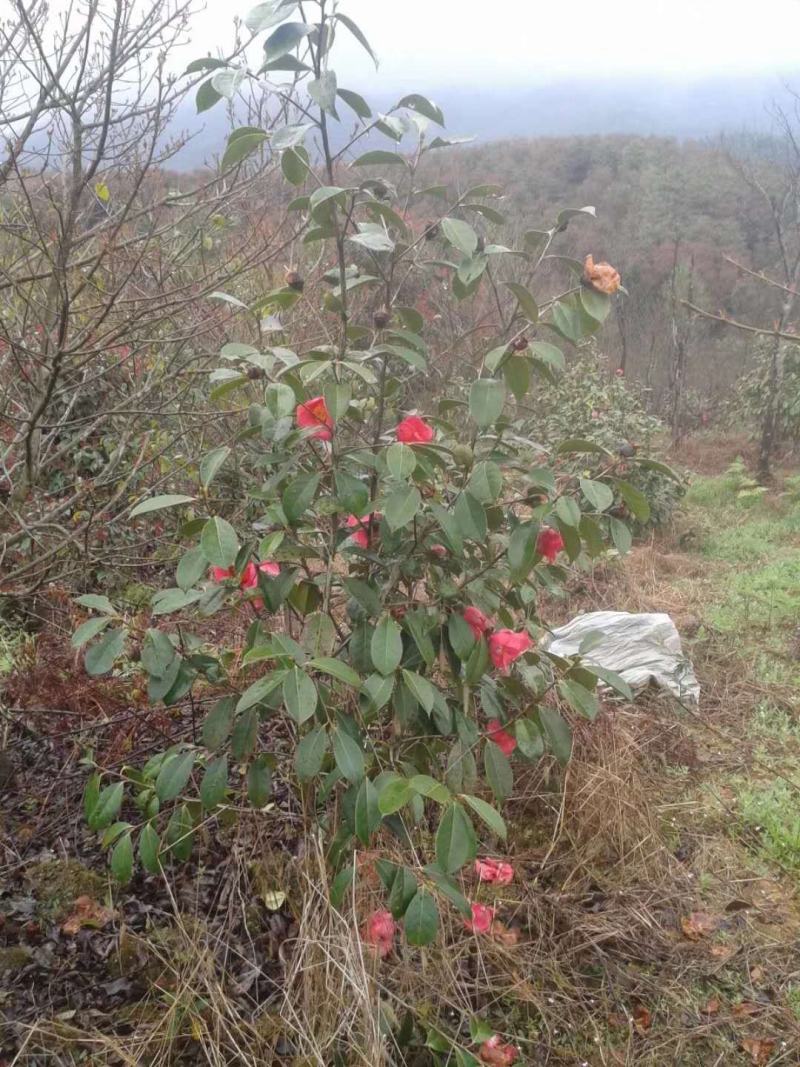红花油茶苗浙江系列红花油茶轻质杯苗嫁接苗