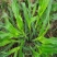 进口墨西哥玉米草种籽牧草四季养殖牛羊鱼猪鹅再生畜牧玉米草