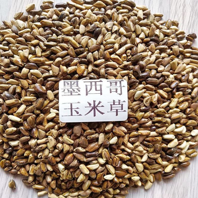 进口墨西哥玉米草种籽牧草四季养殖牛羊鱼猪鹅再生畜牧玉米草