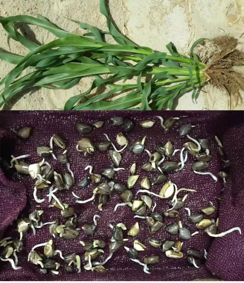 进口墨西哥玉米草种籽牧草四季养殖牛羊鱼猪鹅再生畜牧玉米草