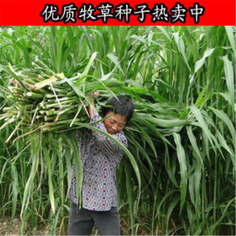 进口墨西哥玉米草种籽牧草四季养殖牛羊鱼猪鹅再生畜牧玉米草