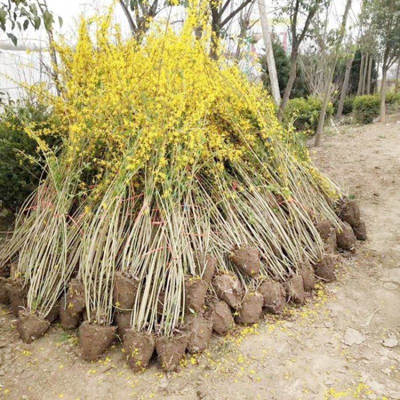 连翘花黄老虎花观花植物迎春花金钟花工程专用苗木连翘球